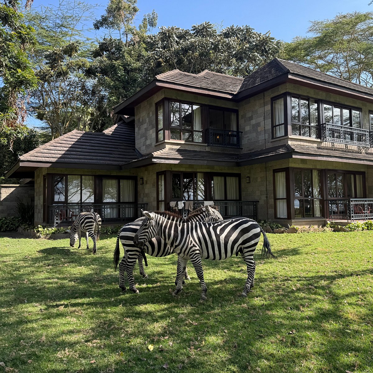 Naivasha simba